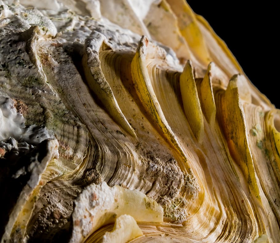 shell, limescale, close, close-up, food, indoors, food and drink HD wallpaper