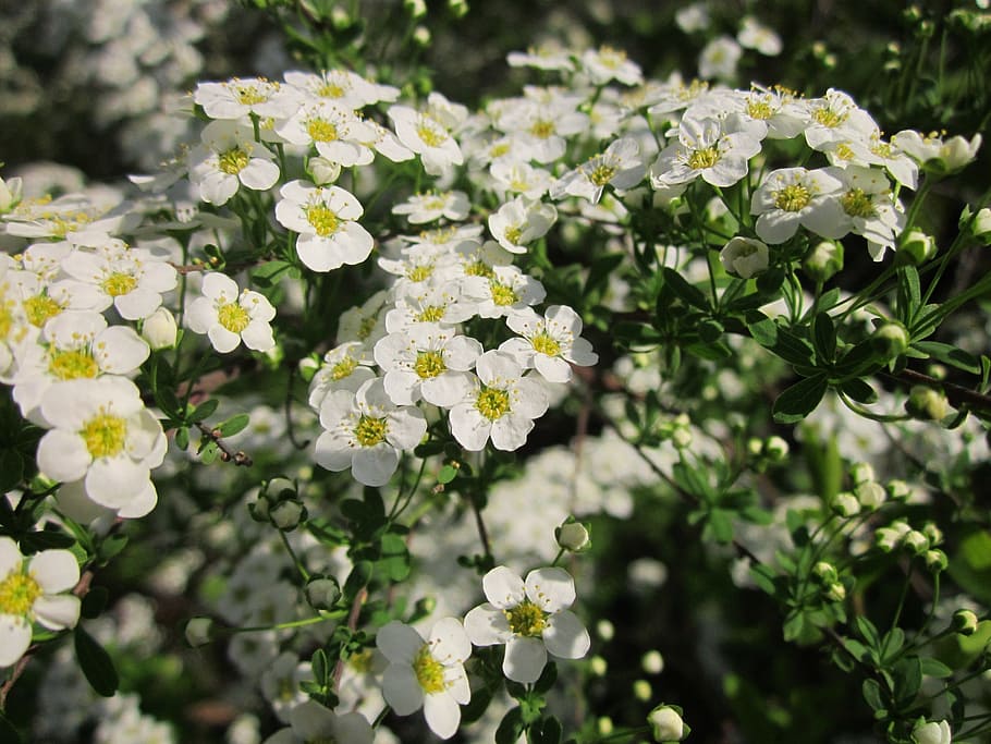 Spiraea, Shrub, Blooming, Spring, Flora, botany, plant, flower heads HD wallpaper