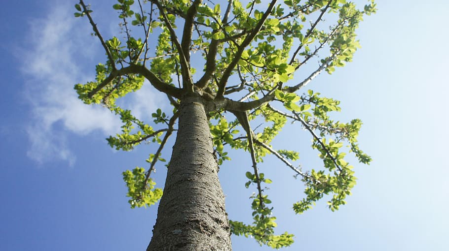 trees, branch, foliage, bark, wood, leaves, nature, leaf, forest HD wallpaper