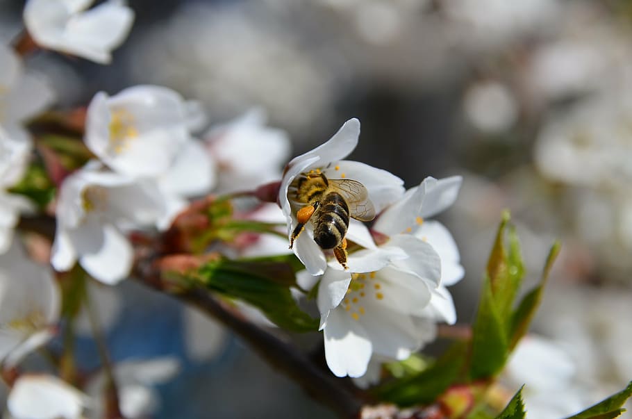 bee, cherry, blossom, bloom, branch, cherry blossom, macro HD wallpaper