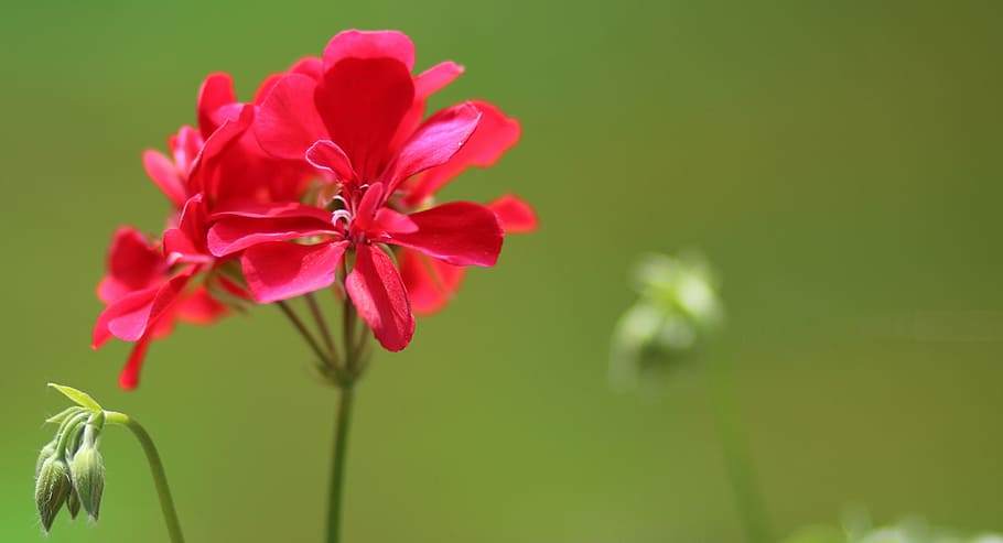 geranium, flower, red, plant, nature, petal, pink Color, summer HD wallpaper