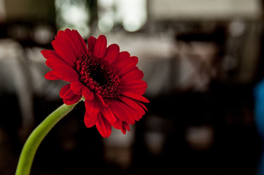 flower, daisy, bloom, restaurant, flowering plant, beauty in nature HD wallpaper