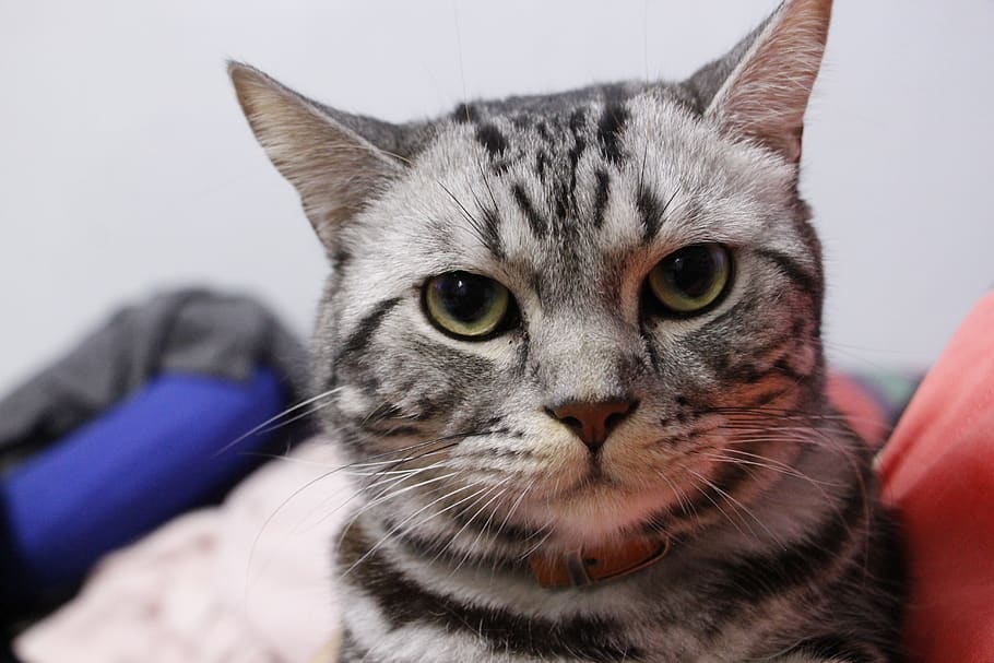 cat, pets, domestic, mammal, domestic animals, feline, one animal HD wallpaper