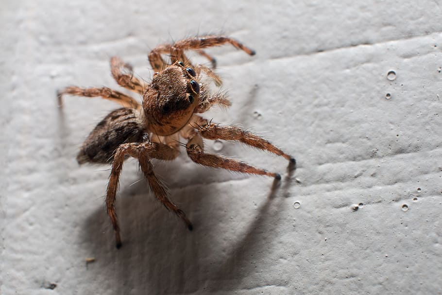 Spider, Macro, Insects, Jump, the spider, spider jump, close HD wallpaper