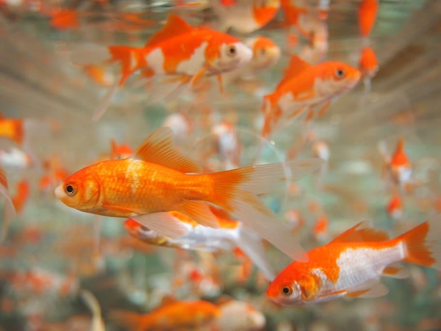 orange-and- silver fishes in under water photography, goldfish, HD wallpaper