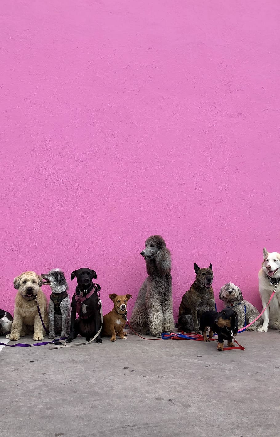 litter of dogs fall in line beside wall, untitled, pink, los angeles