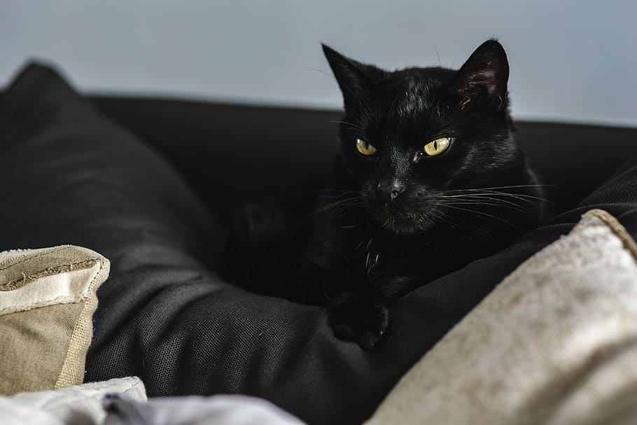 Cat Portrait, pet, animal, domestic Cat, pets, comfortable, sofa HD wallpaper
