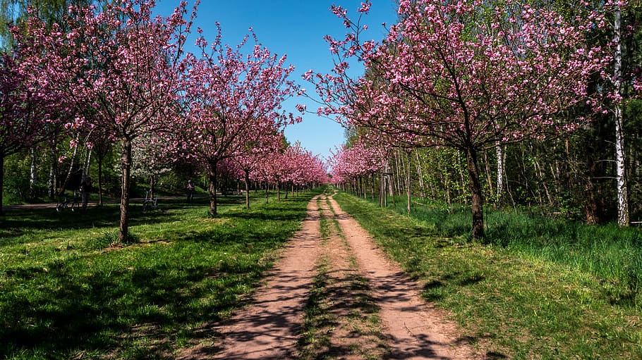 HD wallpaper: photography of pathway surrounded with cherry blossom ...