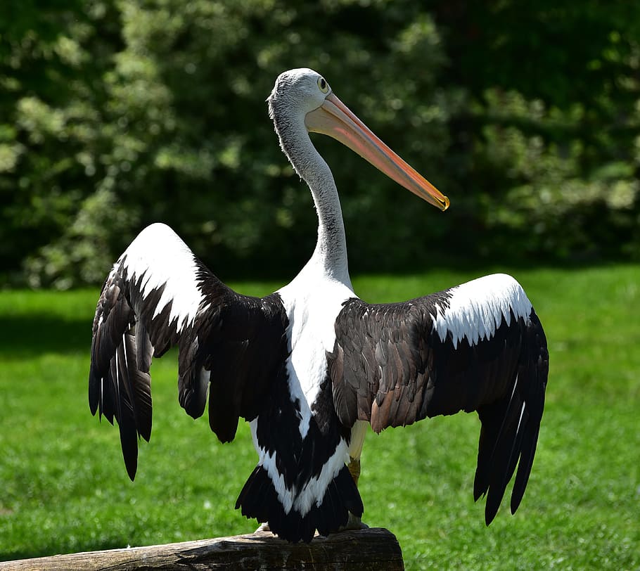 Pelikan, Wing Span, Water Bird, animal, seevogel, nature, feather, HD wallpaper