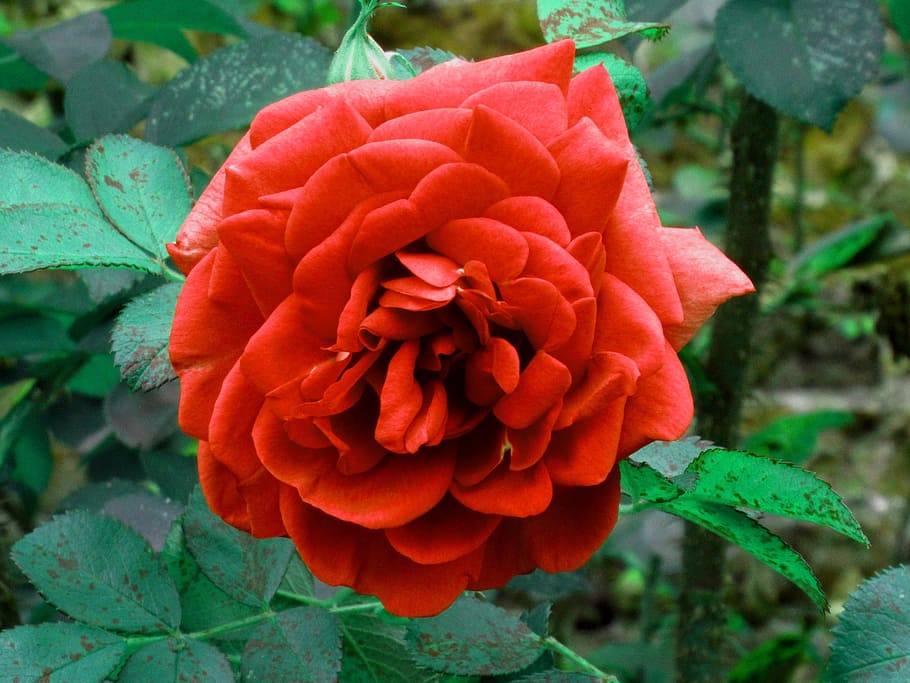 rose, red, flower, red rose, bloom, hampton court, color, petal, HD wallpaper