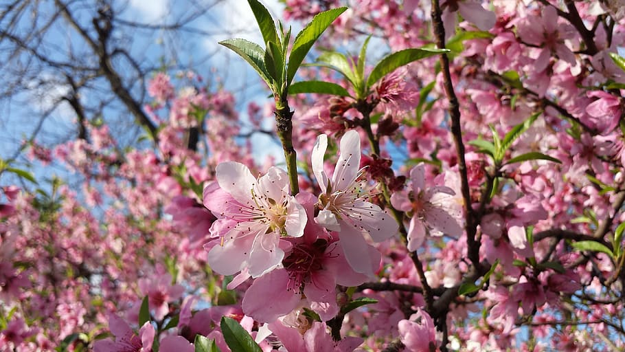 spring, nature, fruit tree, garden, blossom, springtime, landscape HD wallpaper
