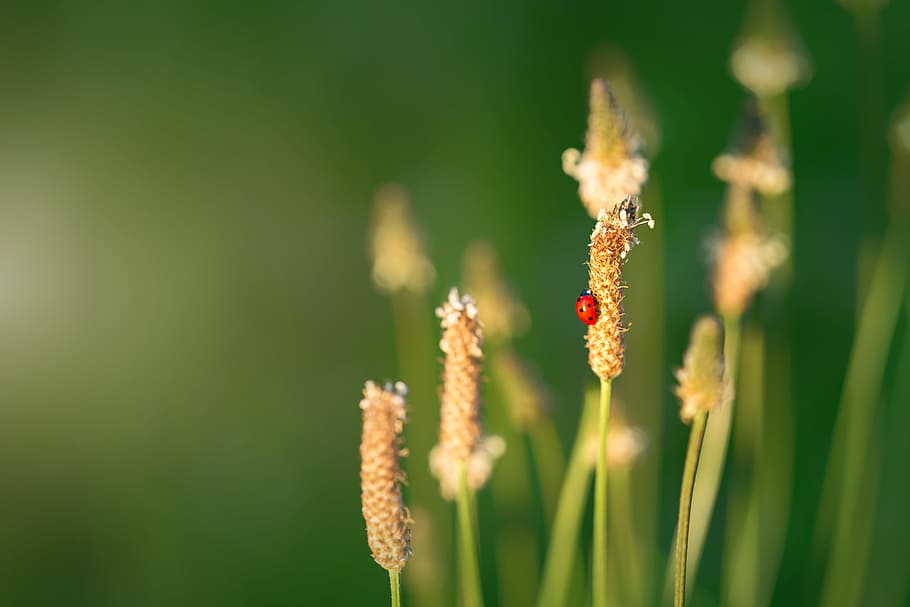 selective macro photography of ladybug perched on brown grass HD wallpaper