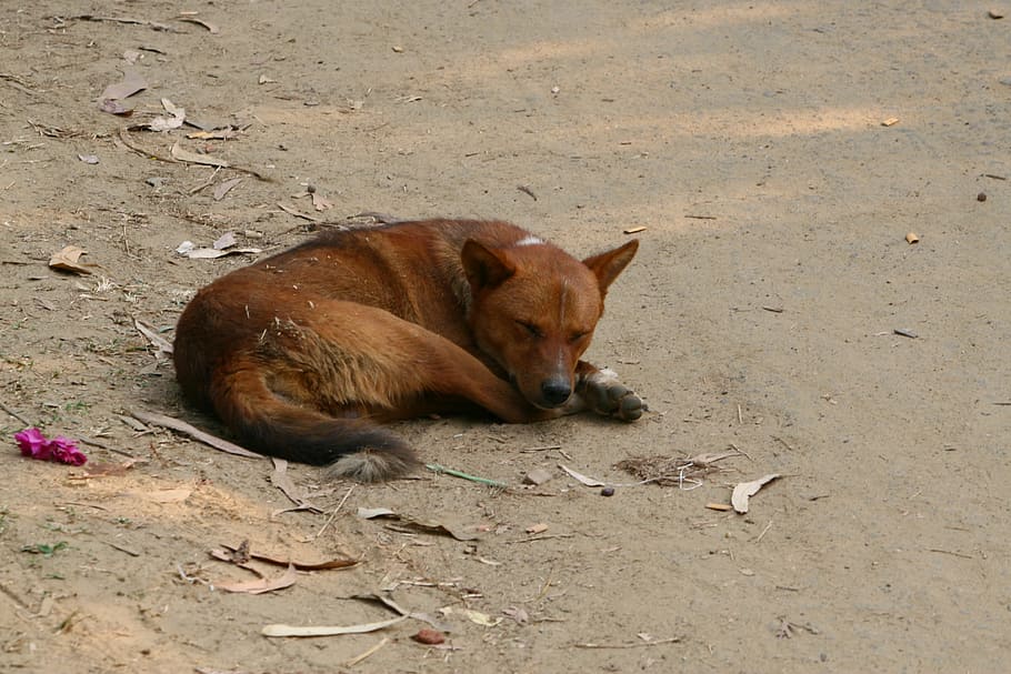dog, seating dog, sleeping dog, asad, dhaka, bangladesh, animal, HD wallpaper