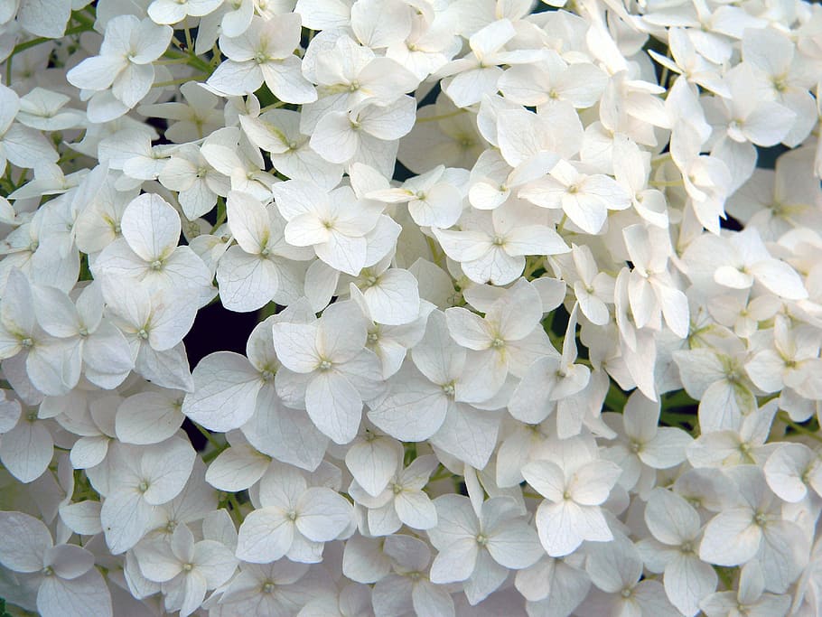 hydrangea, white flower, hydrangea special, white hydrangea HD wallpaper