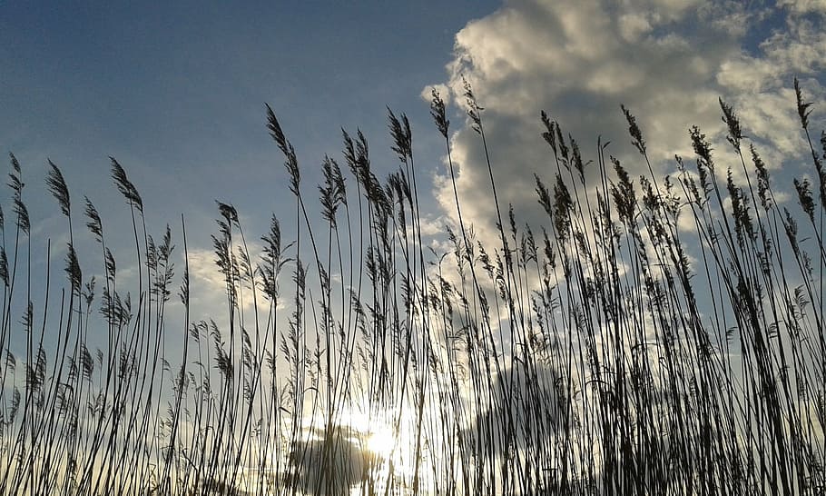 sky, cloud, reed, day s, lake, waterfront, spring, plant, beauty in nature HD wallpaper