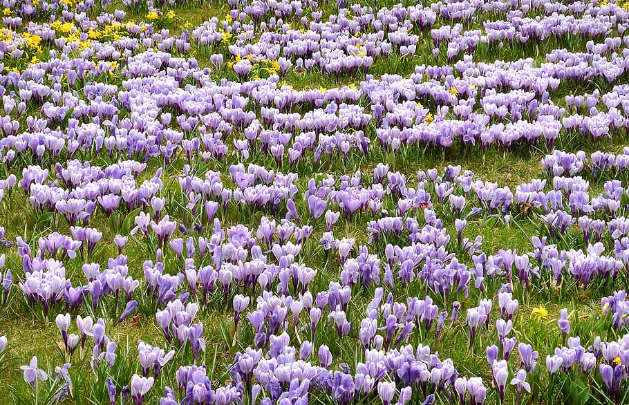 crocuses, flowering, spring, beauty in nature, plant, purple HD wallpaper