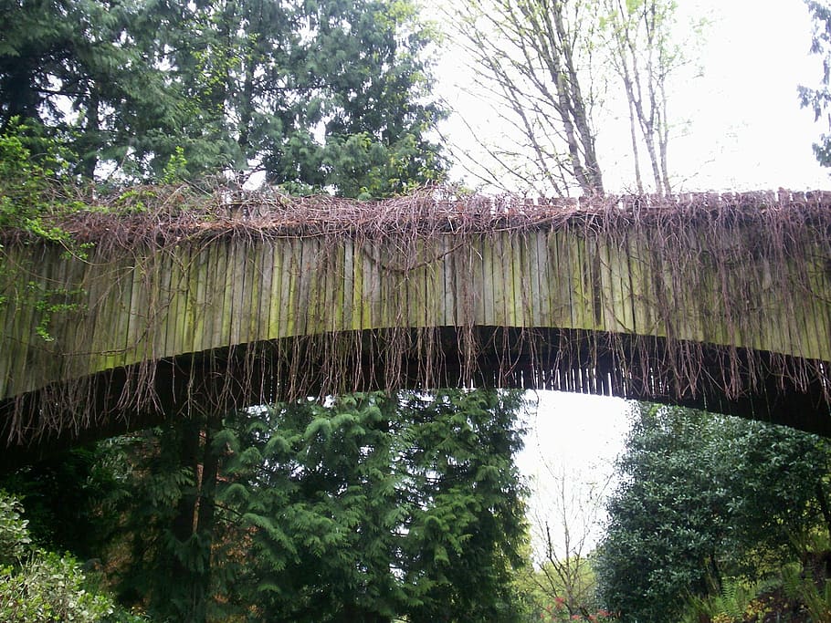 bridge, vines, plant, old, landmark, wood, tree, water, nature HD wallpaper