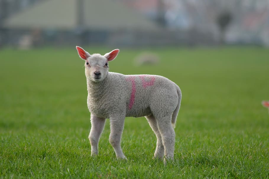 Lamb, Sheep, Farm, Cute, Animal, Spring, grass, one animal HD wallpaper