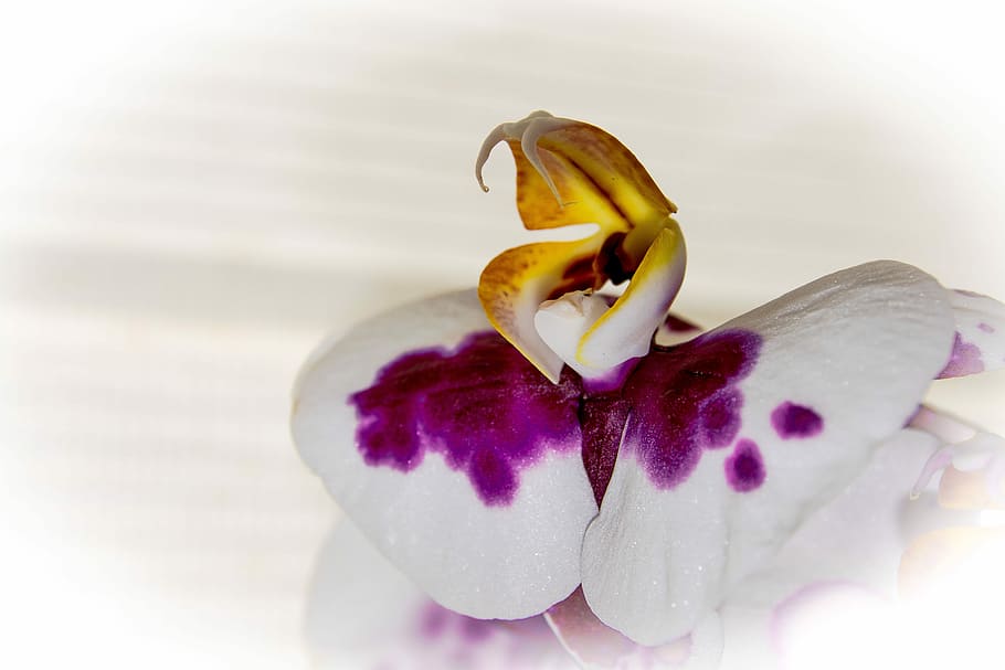 Orchid, Flower, Heart, purple, jewelry, no people, close-up HD wallpaper