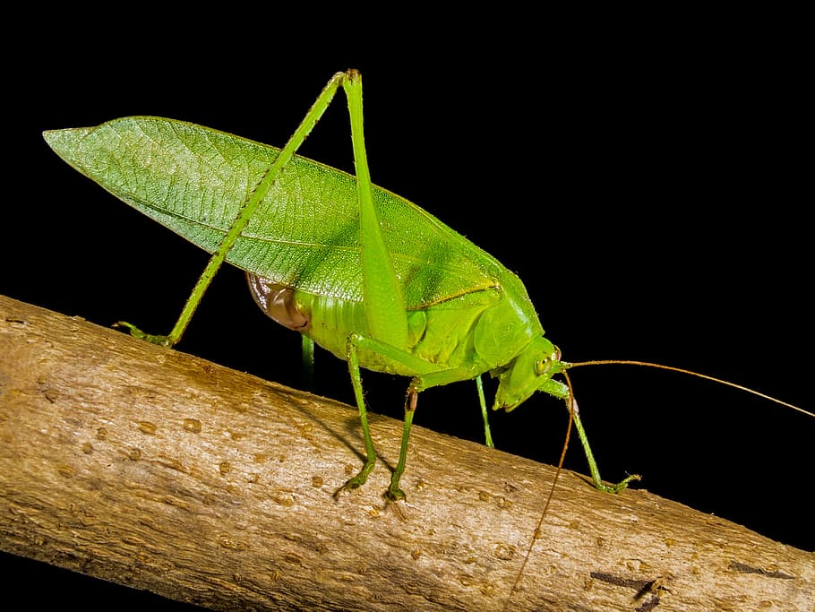 grasshopper, close, green, animal themes, one animal, animal wildlife HD wallpaper