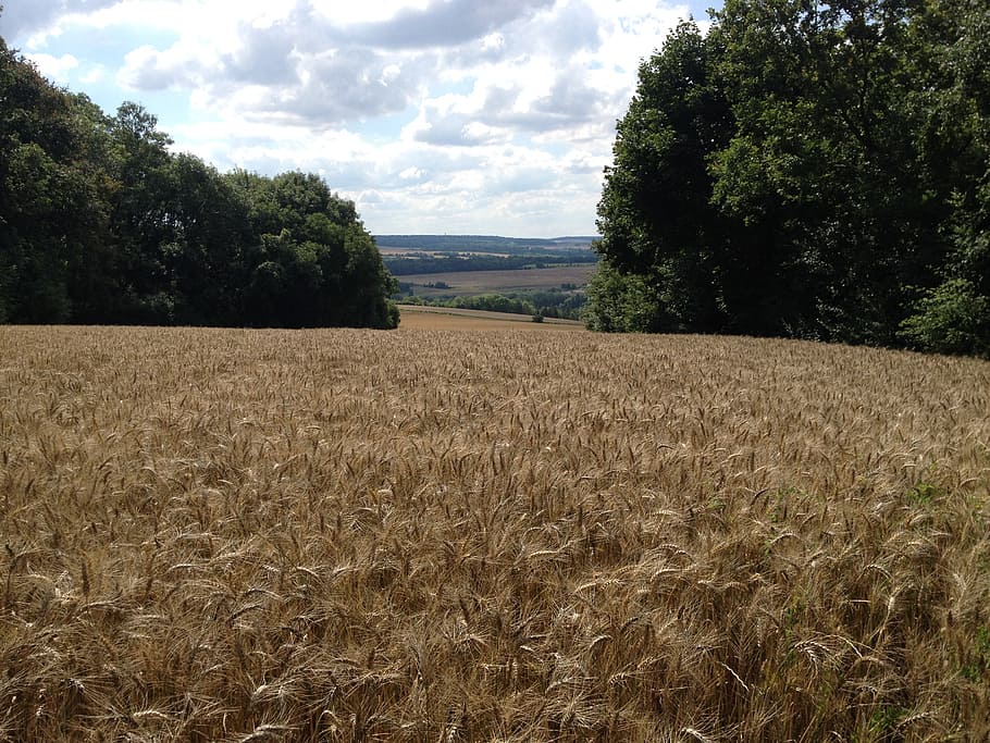 wheat, fields, cornfield, cereals, plant, land, landscape, tree HD wallpaper