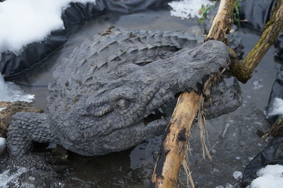 crocodile, alligator, tooth, snap, bite, dangerous, cayman HD wallpaper