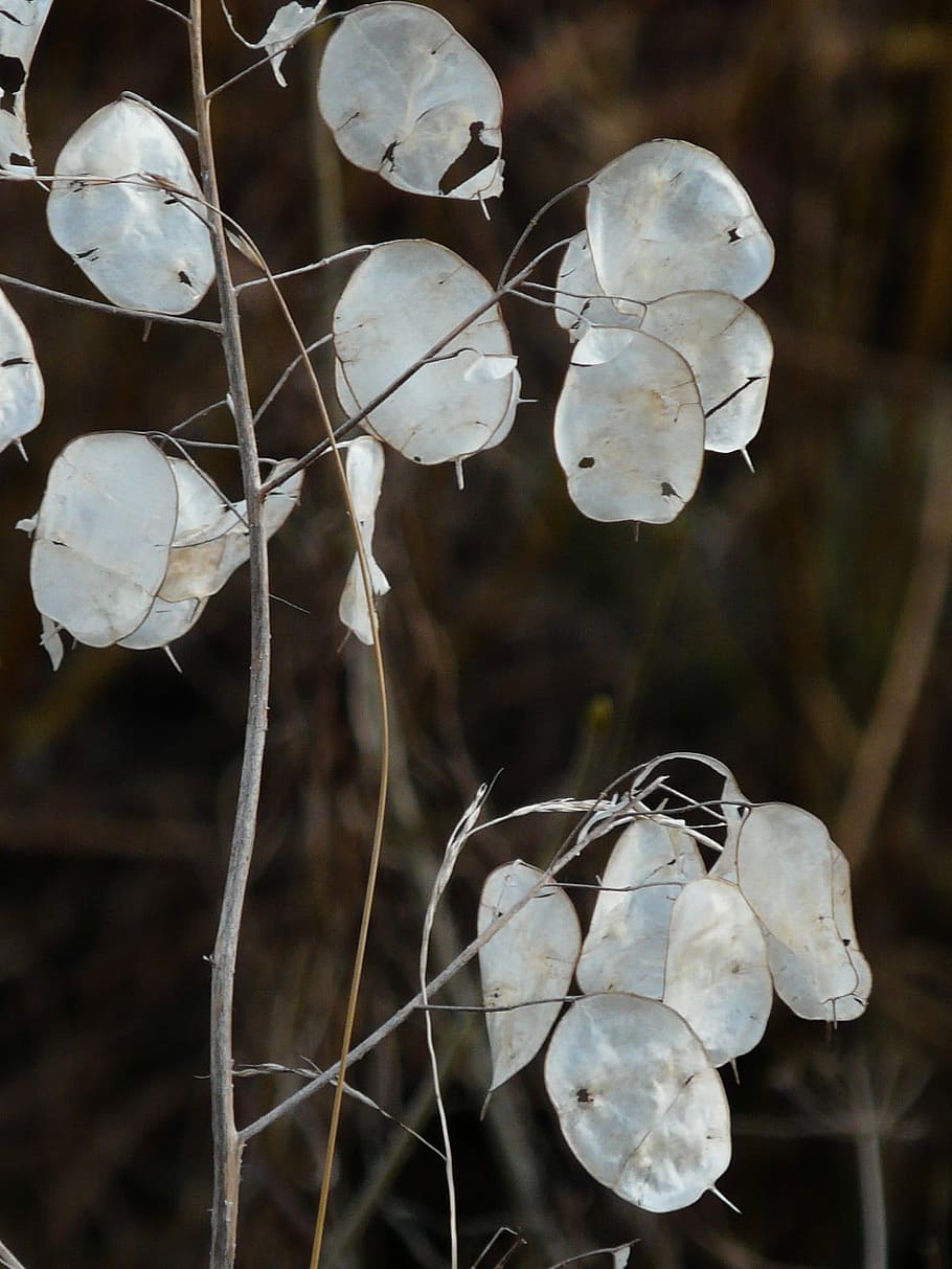 One Year Silver Leaf, Silver Leaf, silberling, leaves, plant HD wallpaper