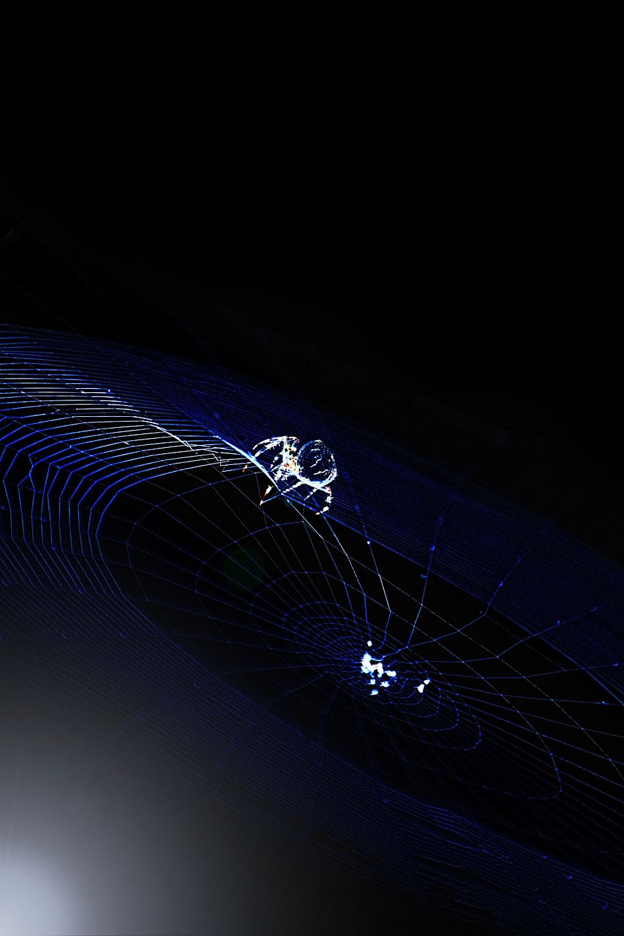 cobweb, spider, insect, close, invertebrate, fragility, no people HD wallpaper