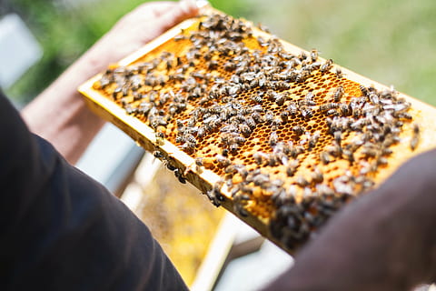 person holding artificial bee hive, bees, combs, beekeeper HD wallpaper