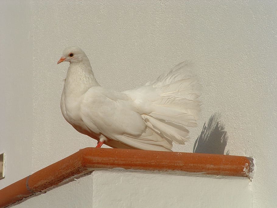 colombo, white, bird, animal themes, vertebrate, one animal HD wallpaper
