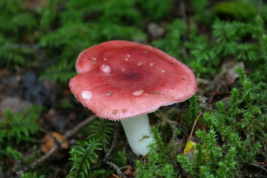 mushroom, red, forest mushroom, cherry spei russula, mem russula, HD wallpaper