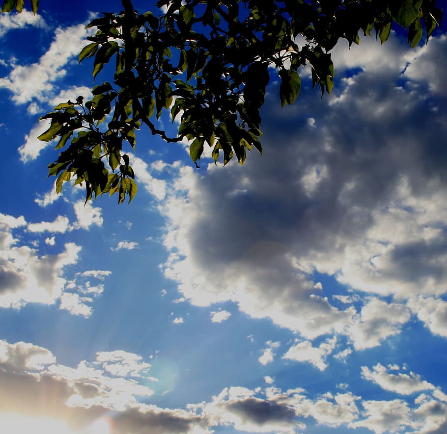 Sky, Luminescent, Clouds, White, Foliage, green, cloud - sky HD wallpaper
