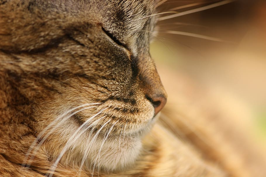 cat, satisfied, brown, macro, face, close, animal, sleep, portrait HD wallpaper