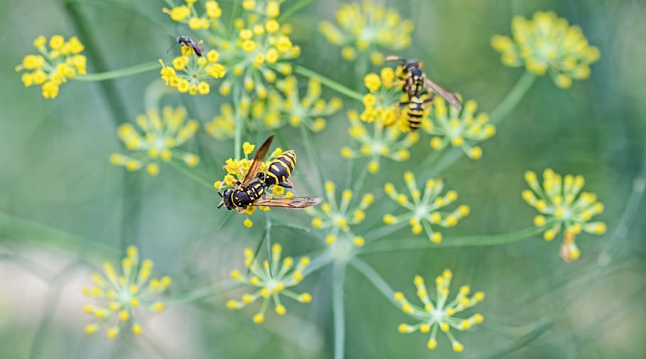 wasp, flower, forage, green, yellow, insect, animal wildlife HD wallpaper