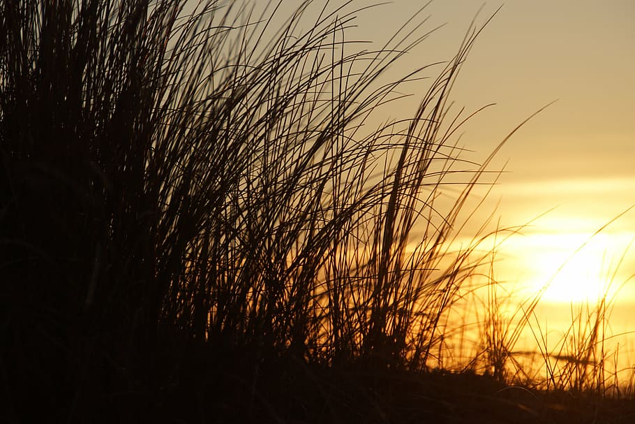 sunset, beach, texel, silhouette, nature, rural scene, tranquil scene HD wallpaper