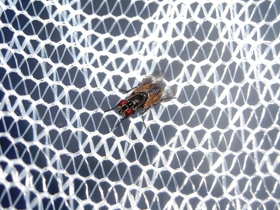 flies, mosquito nets, white, animal, animal wildlife, animal themes HD wallpaper