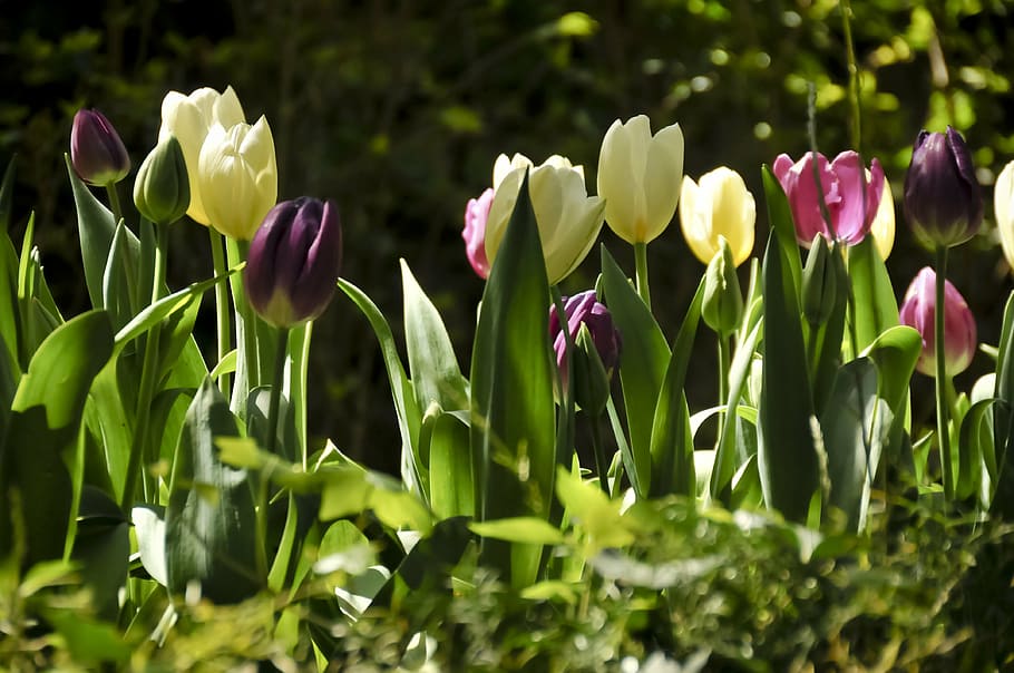 tulips, colorful, spring, nature, springtime, flower, plant HD wallpaper