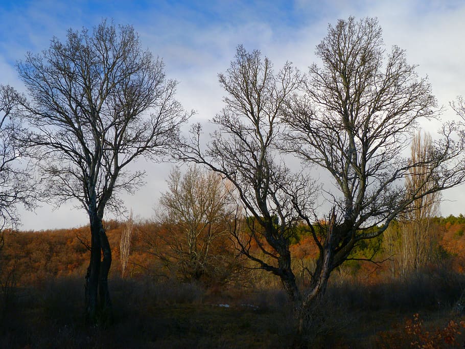 trees, landscape, nature, winter, mist, contrast, plant, tranquility HD wallpaper