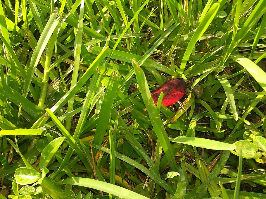 grass, red leaf, fallen, natural, sunlight, field, outdoor HD wallpaper