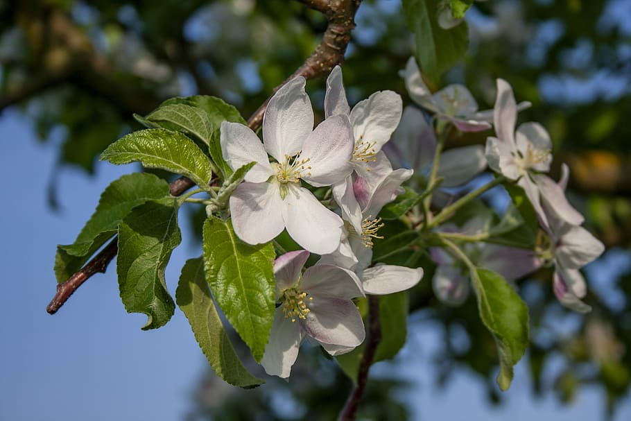 apple blossom, nutzbaum, bloom, white, tree, spring, nature HD wallpaper