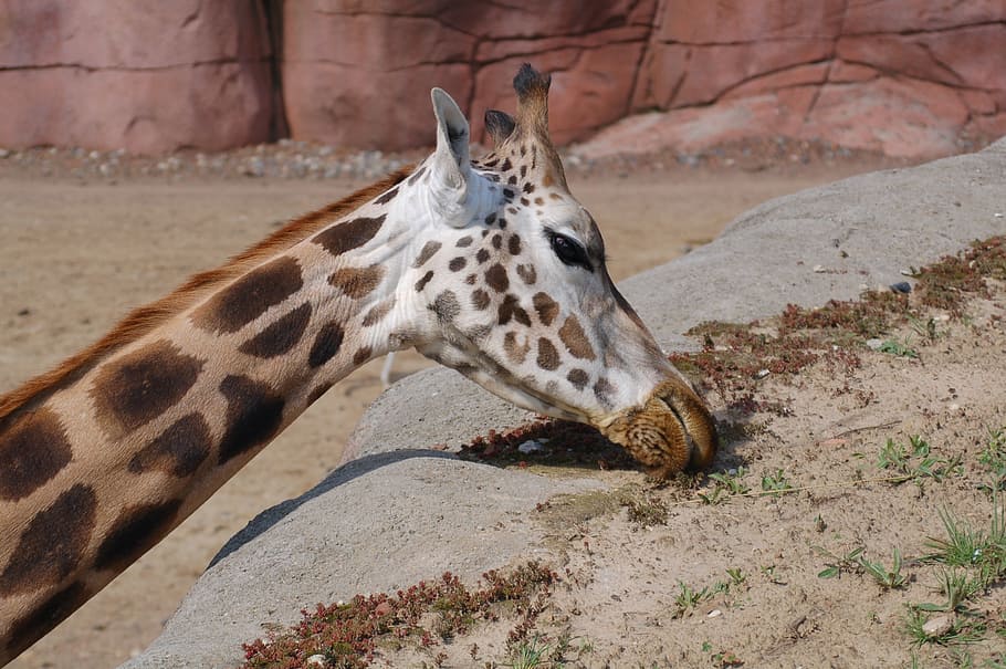 giraffe, brown, nature, animal themes, one animal, mammal, vertebrate HD wallpaper