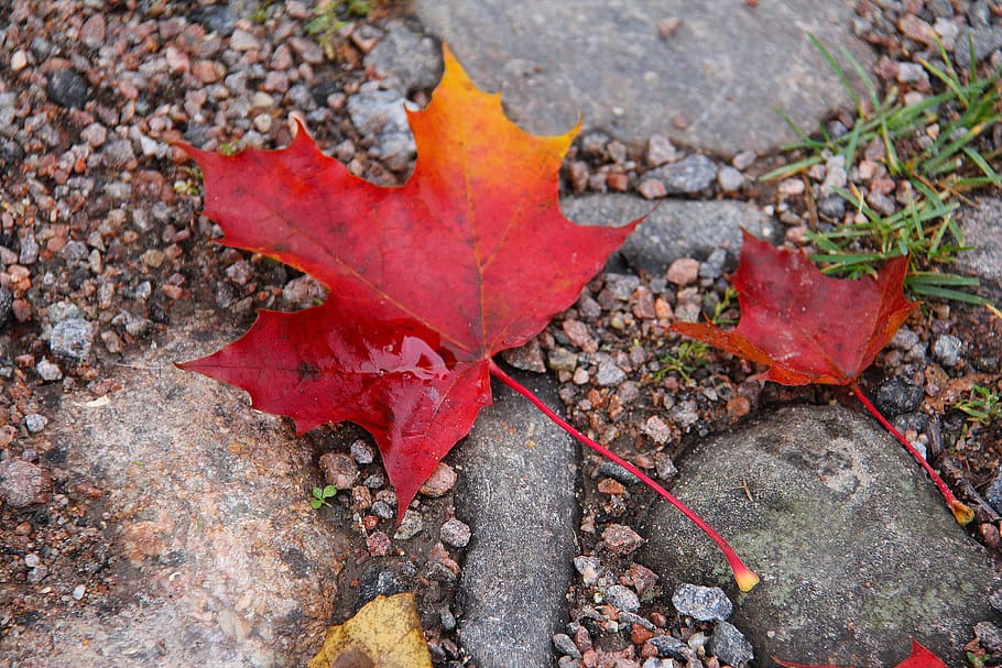 maple, leaves, autumn, leaf, fall, season, red, yellow, orange HD wallpaper