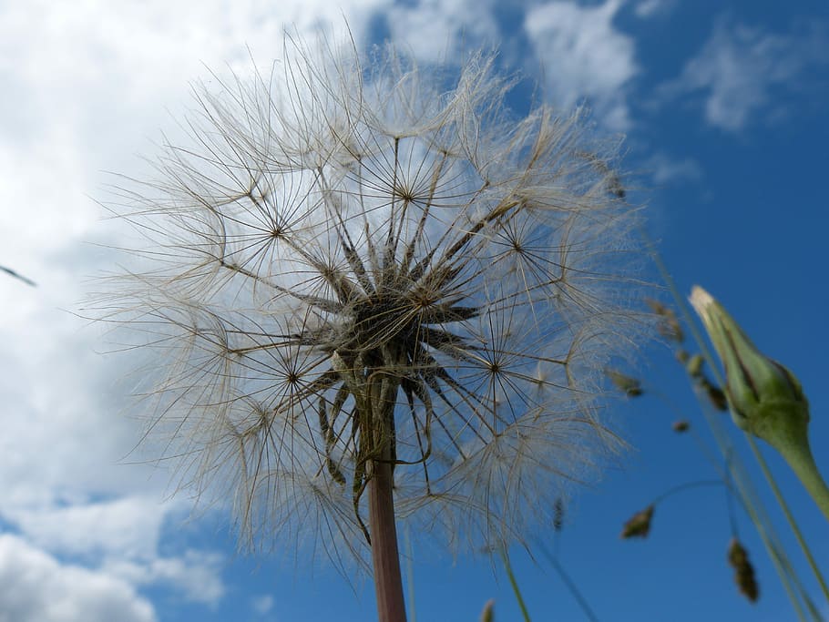 Dandelion, Sky, nature, outdoors, day, low angle view, flower HD wallpaper