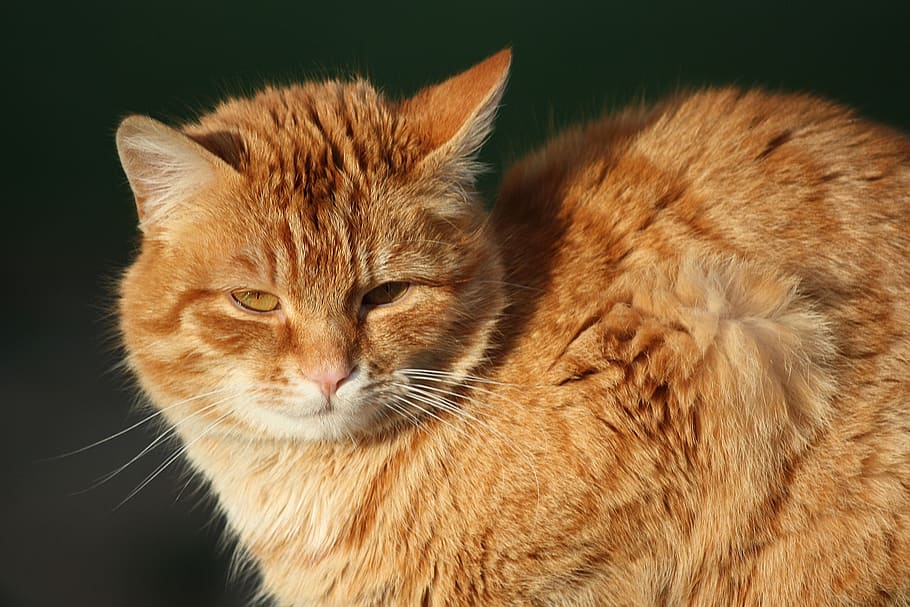 young, cat, red, brown, crampon, animal, mammal, one animal HD wallpaper