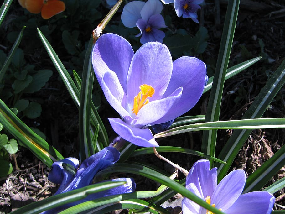 flower, crocus, macro, bloom, blue, spring, blossom, nature HD wallpaper