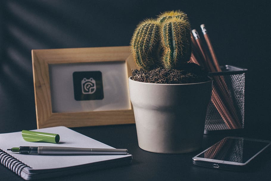 cactus on white vase near photo frame, office, desk, notebook HD wallpaper