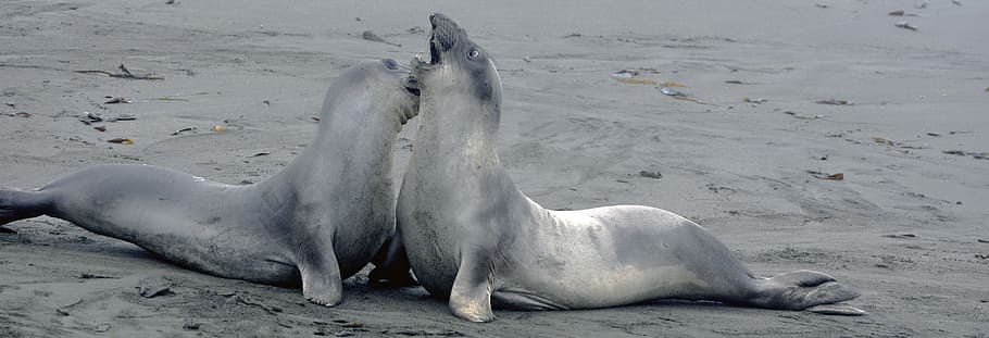 two sea lions playing on sand, crabeater, crawl, animals, nature