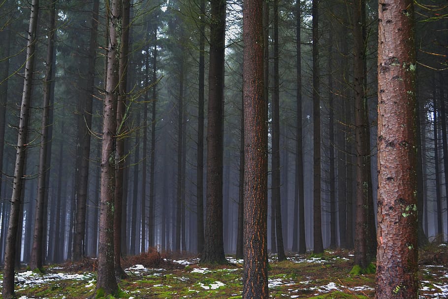 Forest, Pines, Winter, pine tree, tree trunk, nature, woodland HD wallpaper
