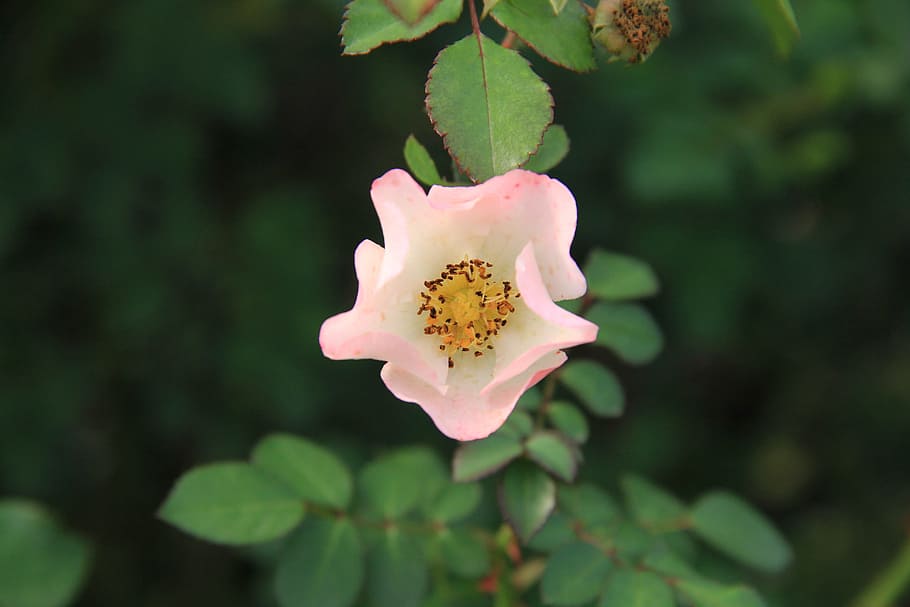 rose, pink, flower, plant, flowering plant, growth, freshness HD wallpaper