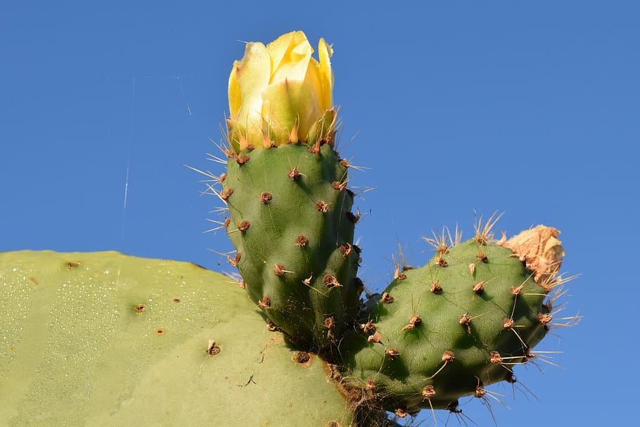 prickly pear, cactus, cactus greenhouse, cactaceae, mediterranean, HD wallpaper